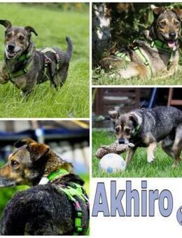 AKHIRO * drollig liebevoll vorsichtig - Duisburg