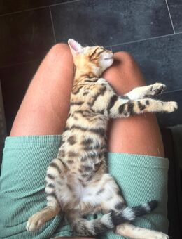 *Zwei Kitten suchen gemeinsam ein liebevolles Zuhause - Luna & Coco* - Overath