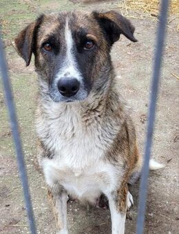 Jessy - sensibel und außergewöhnlich - Alfdorf