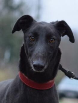 Phönix - freundlich & verschmust - Lohmar