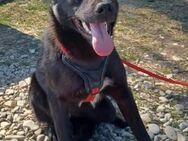 Luna, verspieltes Hundemädchen sucht Zuh - Unterföhring