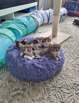 Süßen Katzen Babys zum Abgabe bereit - Gummersbach