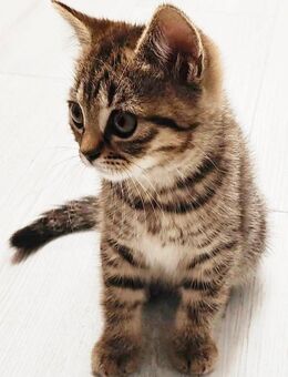 BKH Kitten - Wuppertal