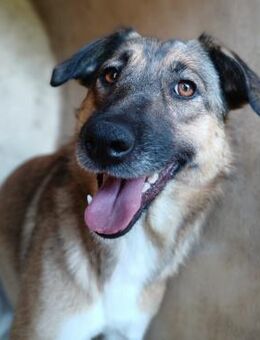 ❣️Penny, die süße Glücksbringerin❣️ - Eislingen (Fils)