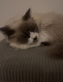 Ragdoll katze - Bremen
