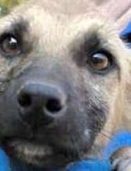 GEORG-zuckersüßer Jung-Rüde, - Rösrath