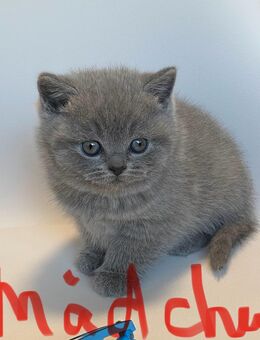 Reinrassige Bkh Kitten in blue - Brakel