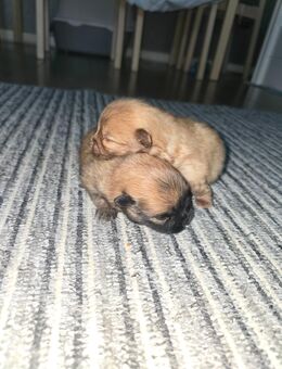 Pomeranian Welpen - Dormagen