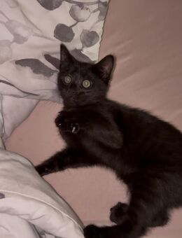 Babykatze zu verkaufen - Stettfeld