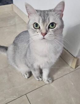 Reinrassige BKH Katze zu verkaufen - Dorsten