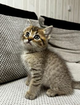 Auszugsbereite BKH-Mix-Kitten suchen liebevolles Zuhause - Bornheim Zentrum