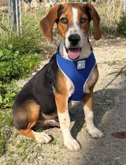 Snuff sucht sein Glück! - Krefeld