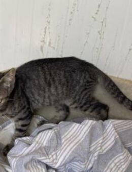 Duke, verschmuster Tigerkater, ca. 5 Mon - Vaterstetten