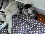 ❤️Freundliche Astria sucht dich ❤️ - Eislingen (Fils)