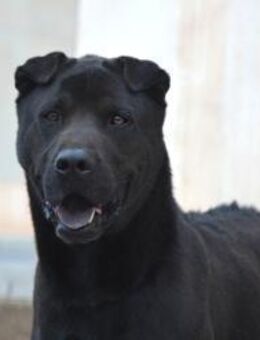 PERENGANO-bereit für Faltenhundefreunde! - Sulzbach-Laufen