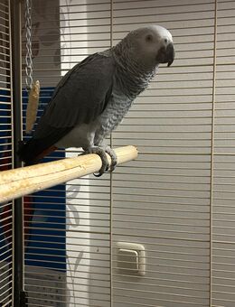 junger Graupapagei weiblich - Mellingen