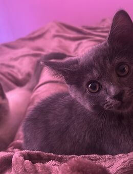 Bkh Ragdoll Kater mit Herz aus Gold - Osnabrück