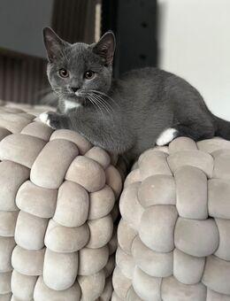 BKH kitten - Bad Ems