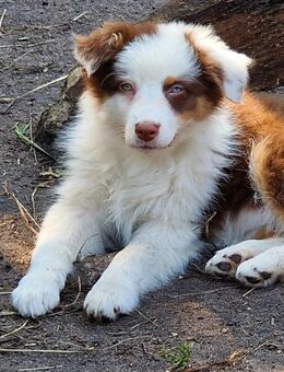 Australian Shepherd Welpen - Rotenburg (Wümme)