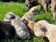 Französische Bulldoggen - Essen