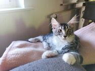 Maine coon Norweger Mix Kitten - Spremberg