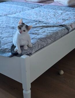 Katzenbaby Kater Kitten sucht neues Zuhause - Königsbrunn