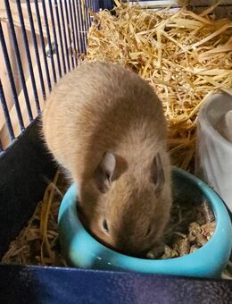 Degus - Reichenbach (Fils)