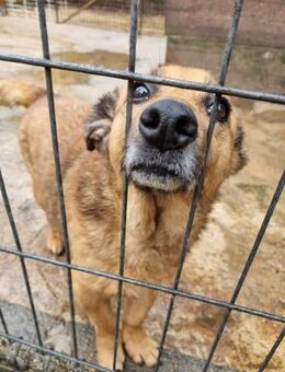 Ruhige Paulinha - Eichenzell