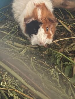 Meerschweinchen - Wandlitz