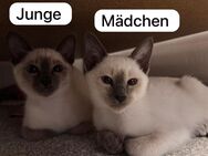 (Abgabe bereit) Außergewöhnlich schön: Siam-Mix Kitten mit Tigerzeichnung & weißen Pfötchenn - Berlin Spandau