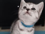5 bkh mix kitten - Wassenberg