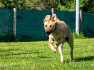 Nero sucht DRINGEND ein ZUHAUSE ! - Lenningen