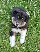 Bordercollie Welpe Rüden in 36124
