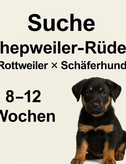 Suche Shepweiler-Welpen (Rottweiler × Schäferhund) - Haste