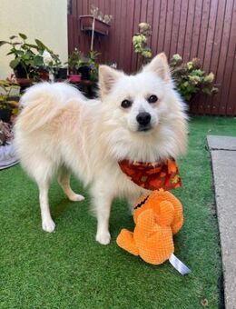 Fynn ist bereit für sein neues Leben! - Chemnitz