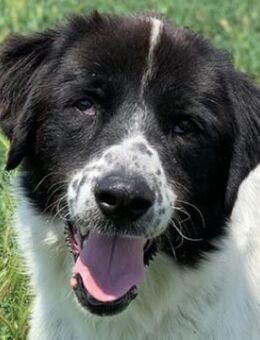 Nitro, geb. ca. 01/2019, Griechenland - Markdorf