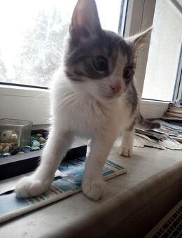 Süße BKH Main Coon Mix Kitten zu verkaufen - Hagenow Zentrum