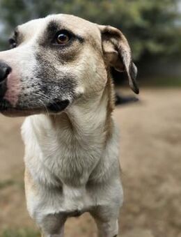 Prince - Freundlicher, sanfter Traumrüde - Berlin