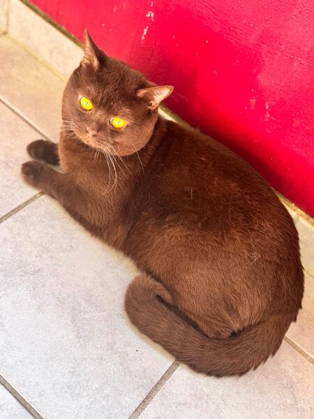 Bkh Deckkater - Willstätt