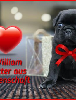 Mops Welpen mit Ahnentafel - Beckingen