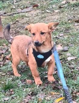 Kleiner Draufgänger Olaf - Tholey