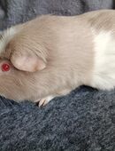 Meerschweinchen Bock Kastrat Männchen kastriert in 27570