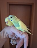 Nestjunge Wellensittiche handgewohnt in 33758