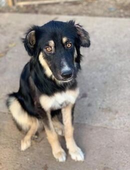 Pitica sucht ihr Glück - Celle