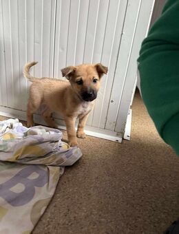 Baby ❤️ 🐾 NALA ,auf der Suche - Eichendorf