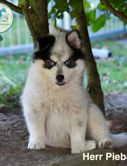 Pomsky-Welpen aus verantwortungsvoller Zucht abzugeben - Dersau