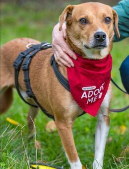 Junger, aktiver Leevi sucht sein Zuhause - Koblenz