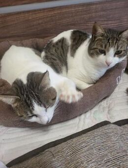 Xara & Zoi suchen ihr Für-immer-Zuhause - Walluf