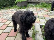 Lola, nette Hündin sucht neues Zuhause - Unterföhring