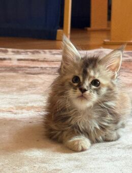 Maine Coon Weibchen - Eilenburg Zentrum
